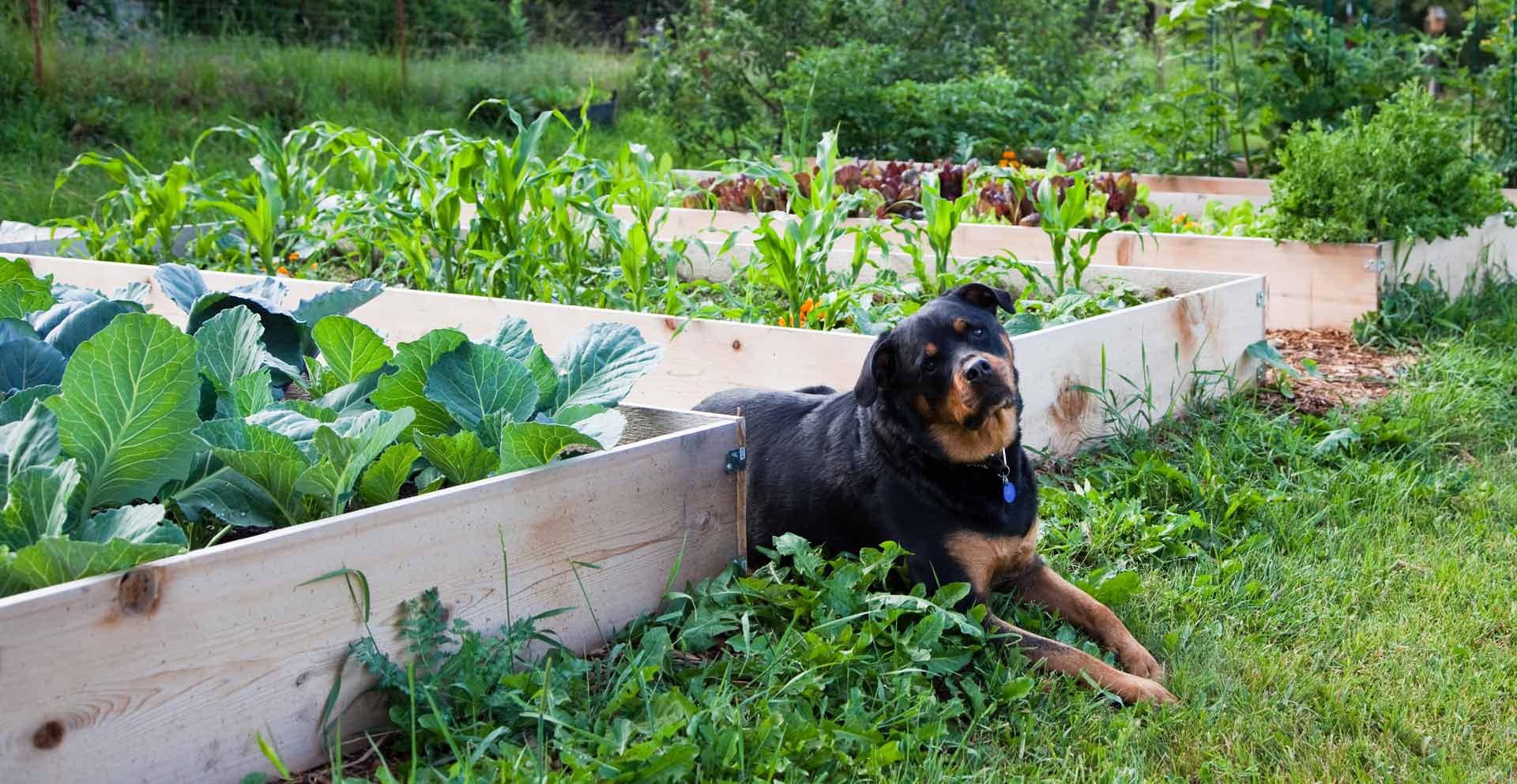 dog laying in raised bed veggie garden