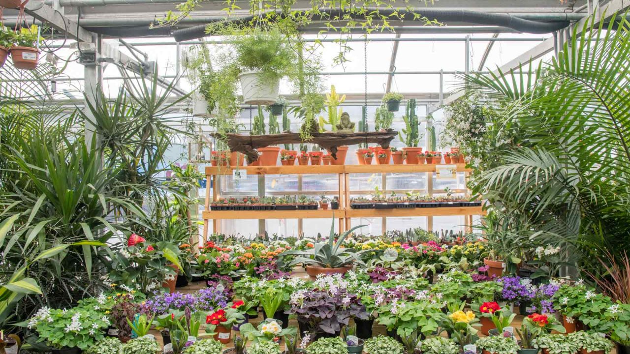 beautiful greenhouse plants display