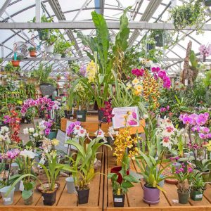 colorful orchids in houseplants section