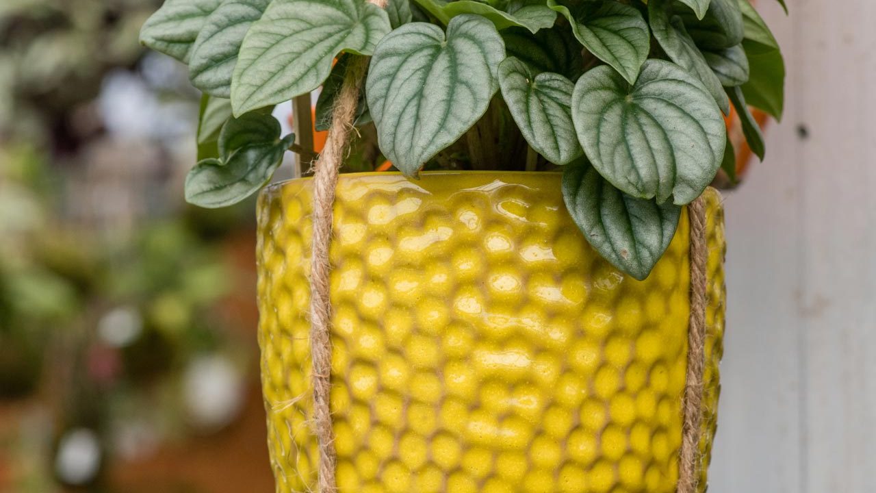 yellow hanging potted plant