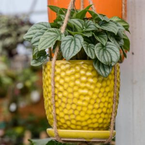 yellow hanging potted plant