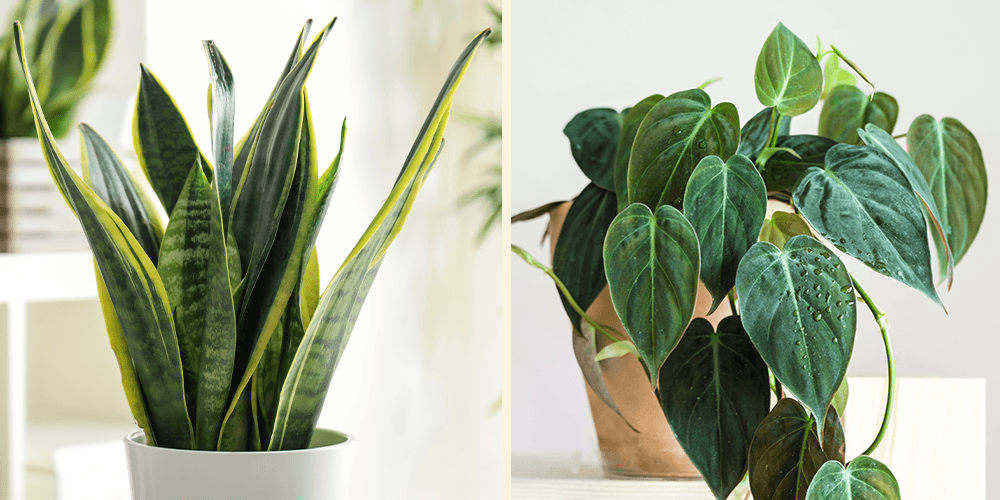 Image of Philodendron and snake plant