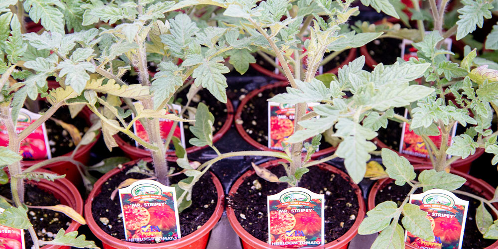 Primex Garden Center -A Guide to Growing Tomatoes -varieties of tomato plants