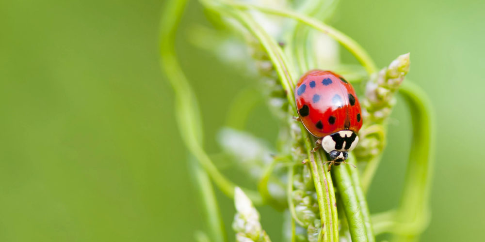 Primex Garden Center -Spring Awakening What Your Landscape Needs Now-beneficial ladybug