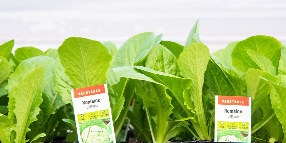 Primex Garden Center -Spring Awakening What Your Landscape Needs Now-romaine lettuce