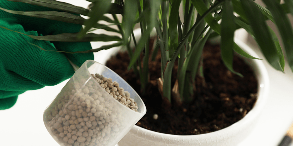 Primex garden center-fertilizing a houseplant