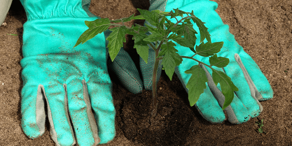 Primex garden center-planting of a tomato in garden