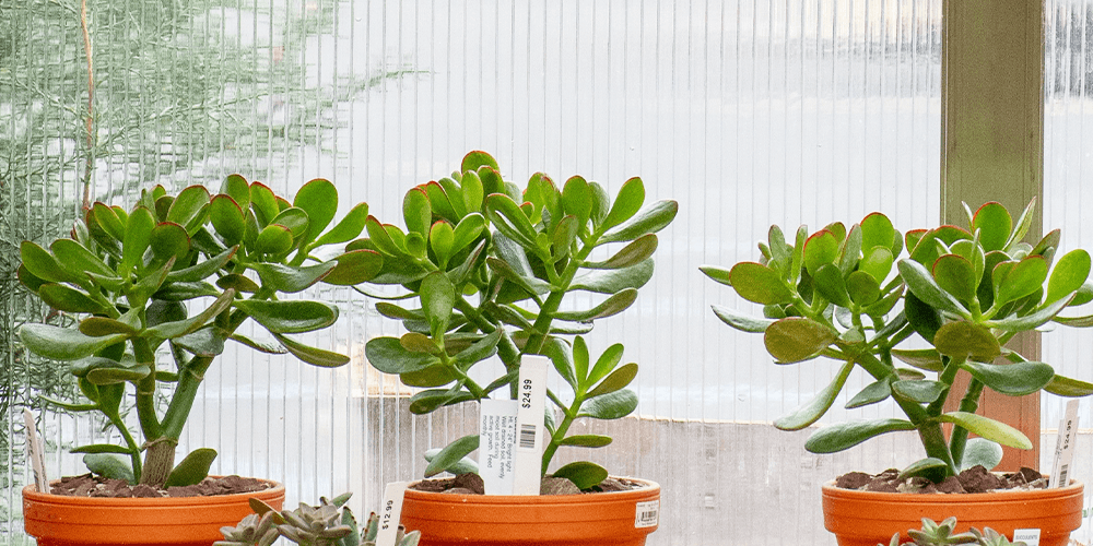 primex garden center-dwarf jade plant