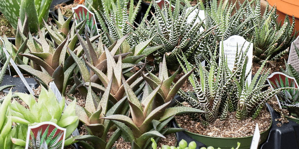 Interested in succulents? Here's how to care for these plants!