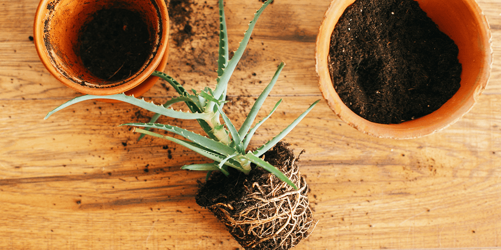 primex garden center-repotting a houseplant