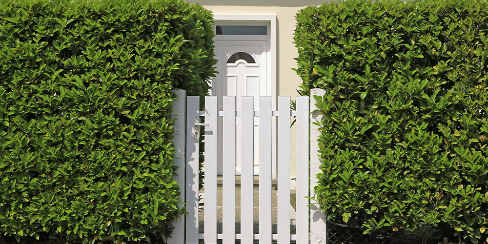 Primex Garden Center -Creating Privacy with Evergreens -skip laurel