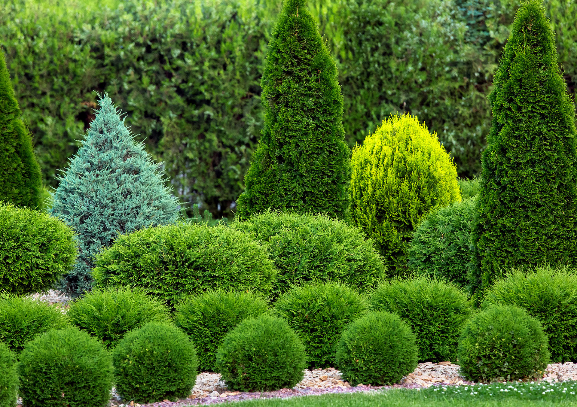 creating privacy with evergreens - primex garden center