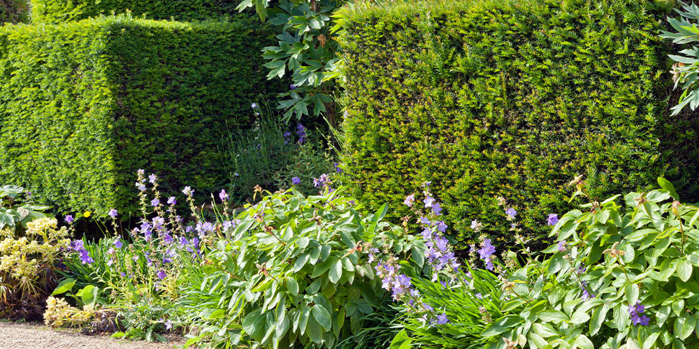 Primex Garden Center -Creating Privacy with Evergreens -yew evergreen