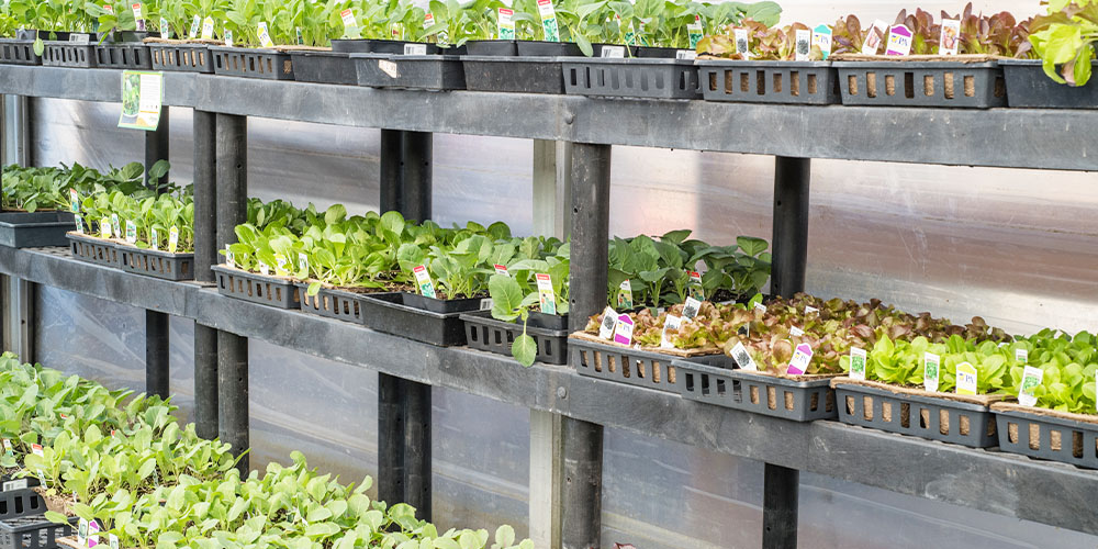 Primex Garden Center -How to Grow & Enjoy Your Own Lettuce-lettuce for sale at Primex