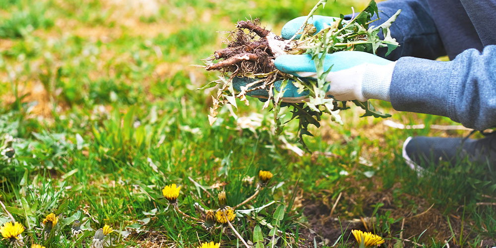Primex Garden Center -Tackling Dandelions and Crabgrass-person removing dandelions
