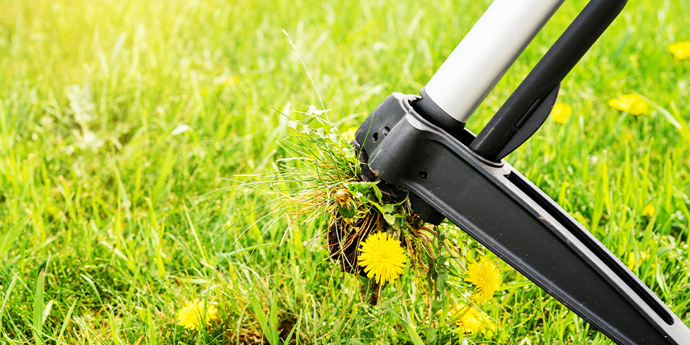 Primex Garden Center -Tackling Dandelions and Crabgrass-removal of dandelion from lawn