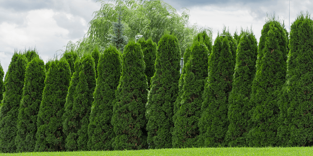 Primex Garden Center - Thuja Green Giant