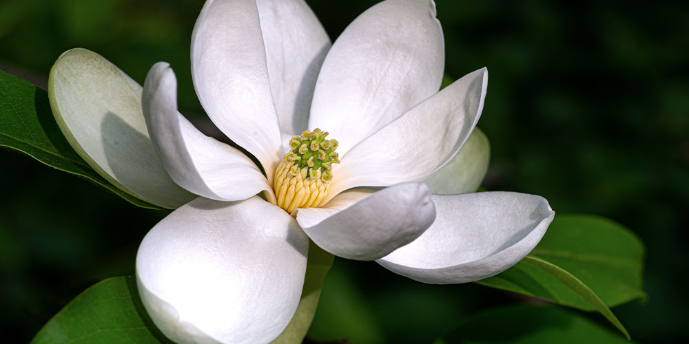 Primex Garden Center -Top 10 Native Species You Need in Your Garden -magnolia
