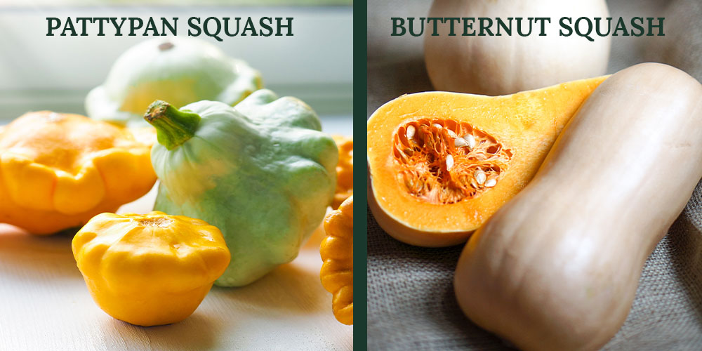 Primex Garden Center -How to Grow Squash -summer and winter squash varieties