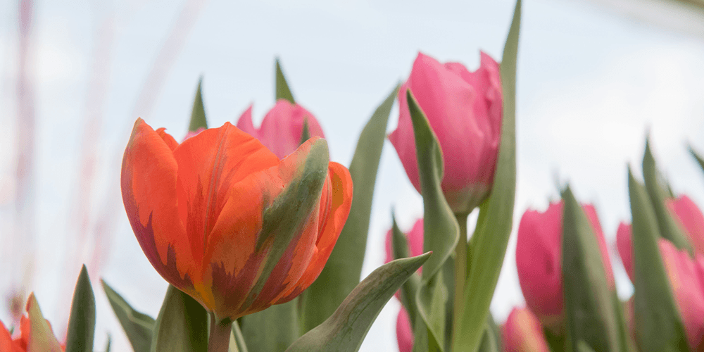 Primex Garden Center-tulips