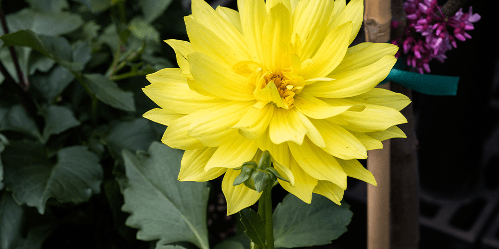 Primex Garden Center-yellow dahlia