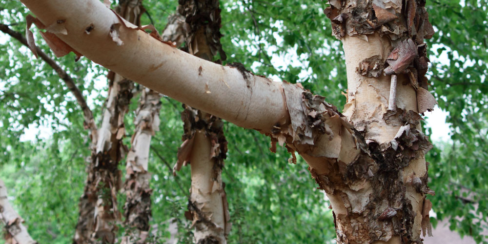 Primex Garden Center -Best Trees For Your Pennsylvania Landscape-paperbark maple