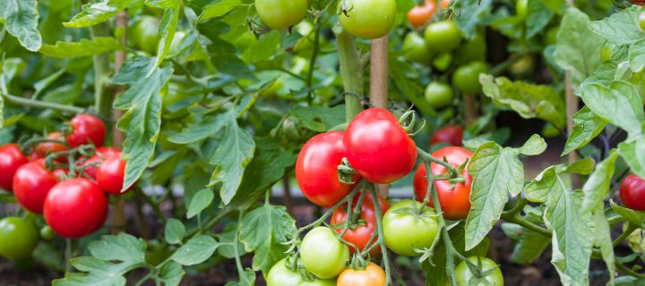 How to Keep Your Tomatoes Flourishing in Pennsylvania