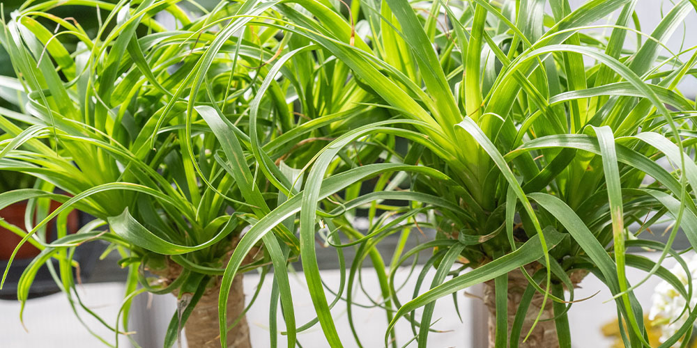 Primex Garden Center -Pet Friendly Houseplants-ponytail palm foliage