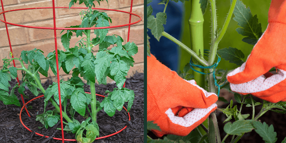 primex garden center-tomato plant supported by cage and stake