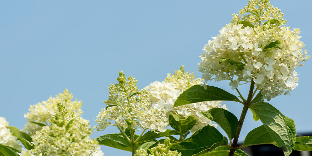 Primex Garden Center -How to Care for Hydrangea Plants-pannicle hydrangea