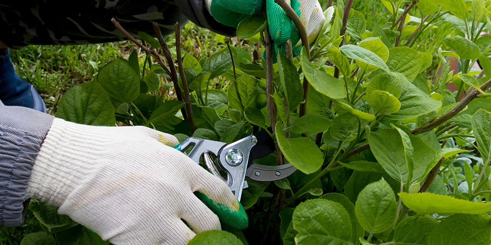 Primex Garden Center -How to Care for Hydrangea Plants-pruning hydrangea