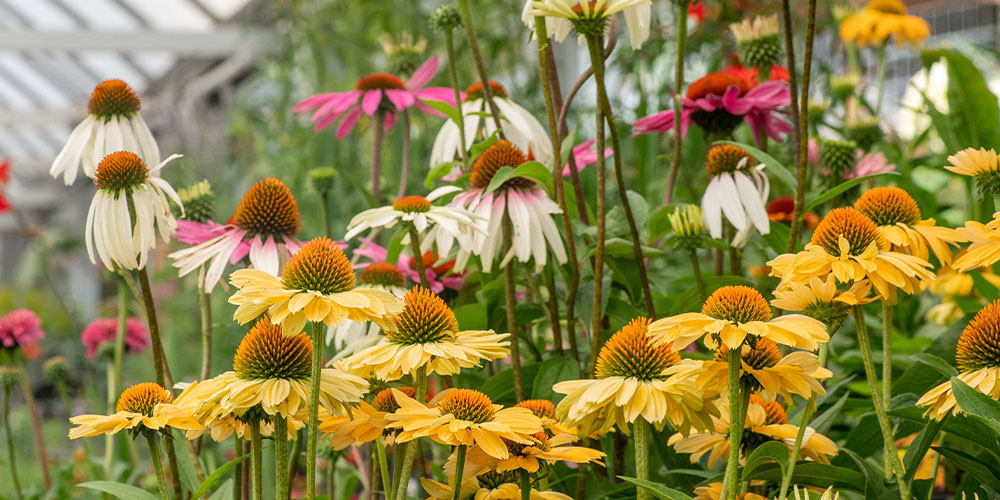 Primex Garden Center -How to Water Plants Eco-Consciously-echinacea flowers