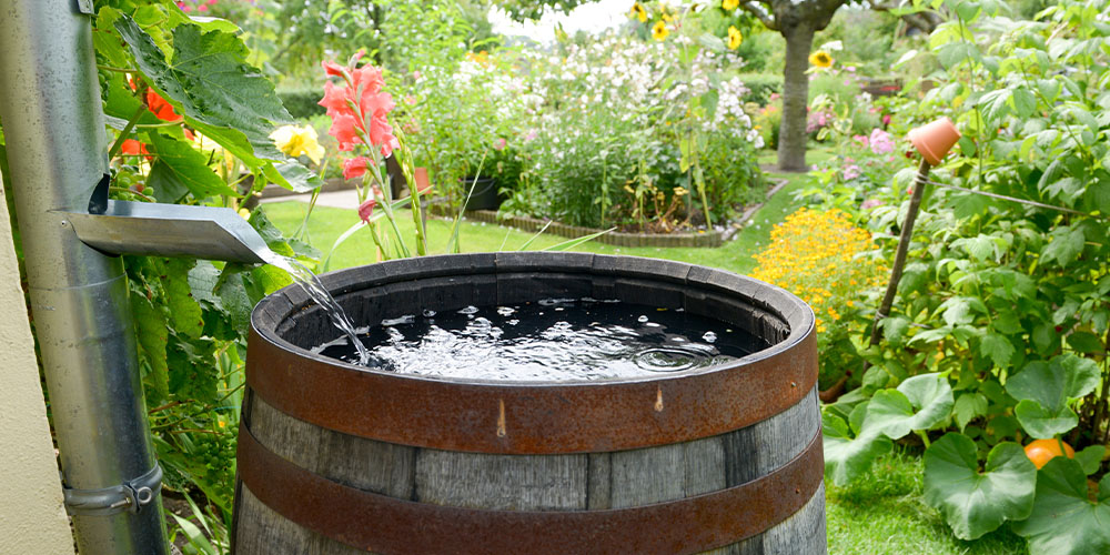 Primex Garden Center -How to Water Plants Eco-Consciously-rain barrel in garden