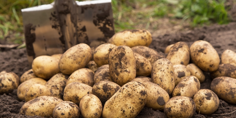 Primex Garden Center- When to harvest your vegetables-harvested potato