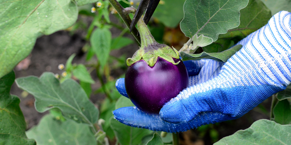 Primex Garden Center- When to harvest your vegetables-harvesting eggplant