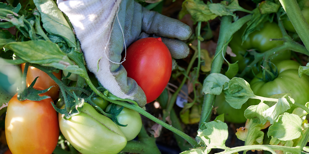 Primex Garden Center- When to harvest your vegetables-tomato being harvested
