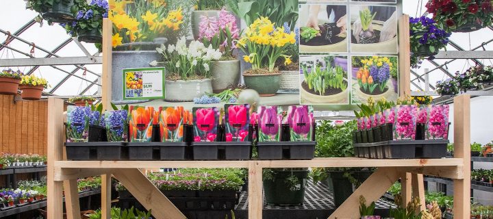 A Basic Guide to Growing Beautiful Spring and Summer Bulbs