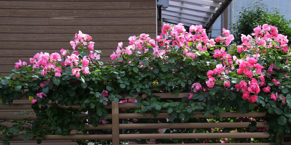 Primex Garden Center -How to Boost Your Homes Curb Appeal in Pennsylvania-climbing roses on house