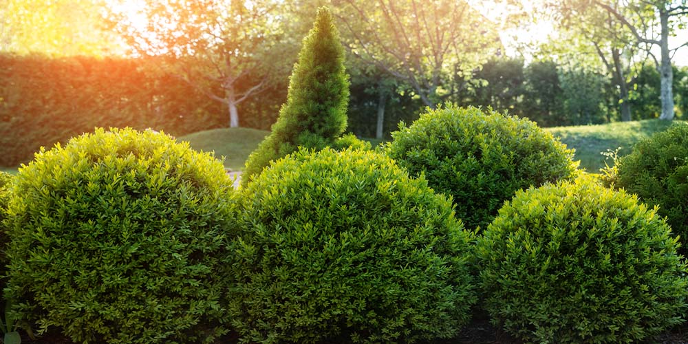 Primex Garden Center -How to Boost Your Homes Curb Appeal in Pennsylvania-shrub border in yard