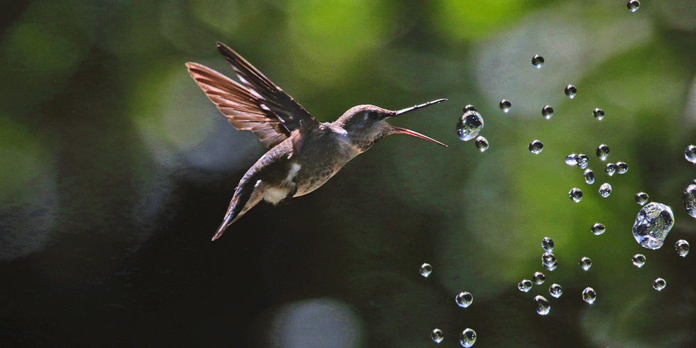 Primex-Garden-Center--How-to-Keep-Bees-Out-of-Hummingbird-Feeders---hummingbird-drinking-water
