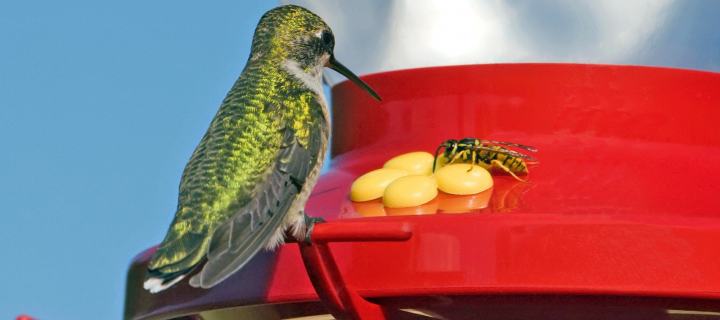 How to Prevent Bees From Using Hummingbird Feeders