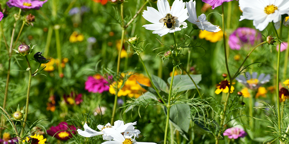 Primex-Garden-Center--How-to-Keep-Bees-Out-of-Hummingbird-Feeders---wildflower-garden