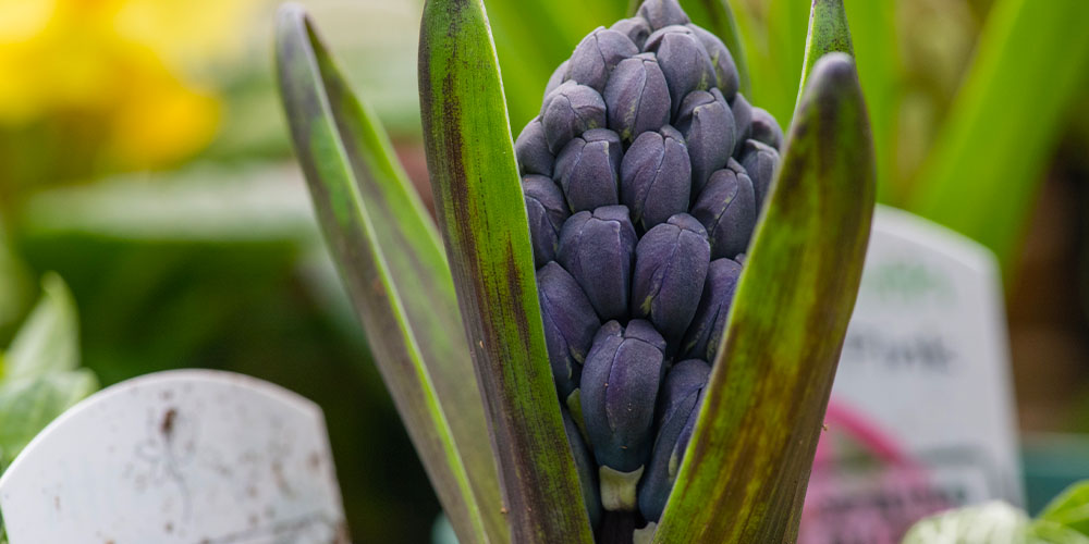 Primex Garden Center-Pennsylvania -A Guide to Growing Bulbs-hyacinth blooming