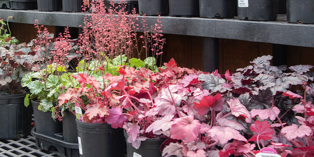 Primex-Garden-Center-Pennsylvania-Plants-with-Regal-Red-Foliage-burgundy-heuchera-perennial