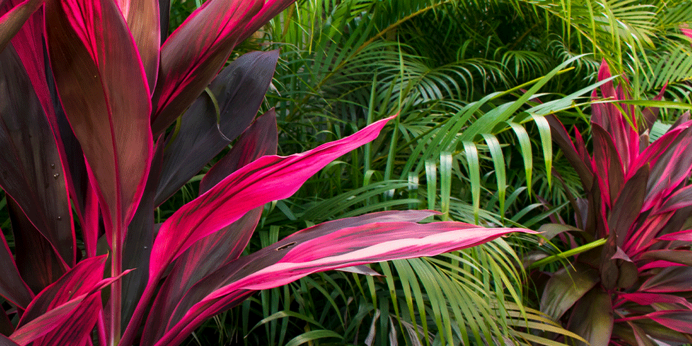 Primex-Garden-Center-Pennsylvania-Plants-with-Regal-Red-Foliage-red-cordyline-plant