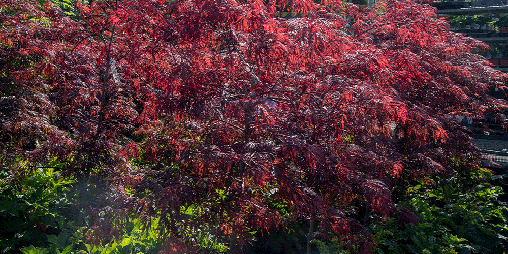 Primex-Garden-Center-Pennsylvania-Plants-with-Regal-Red-Foliage-red-japanese-maple-tree