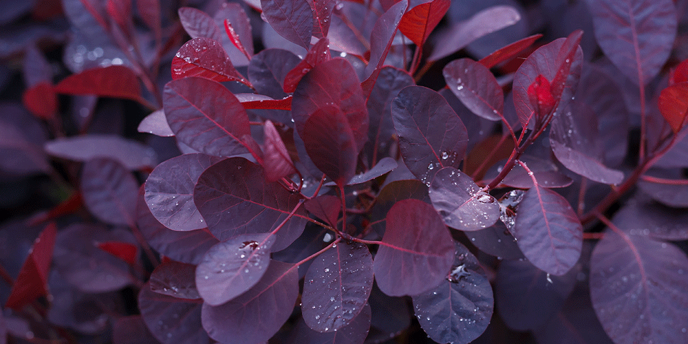 Primex-Garden-Center-Pennsylvania-Plants-with-Regal-Red-Foliage-smokebush-shrub