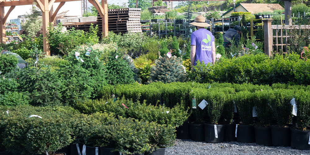 Primex Garden Center-Pennsylvania-Best Shrubs for Year-Round Landscape Color-shrubs for sale in nursery