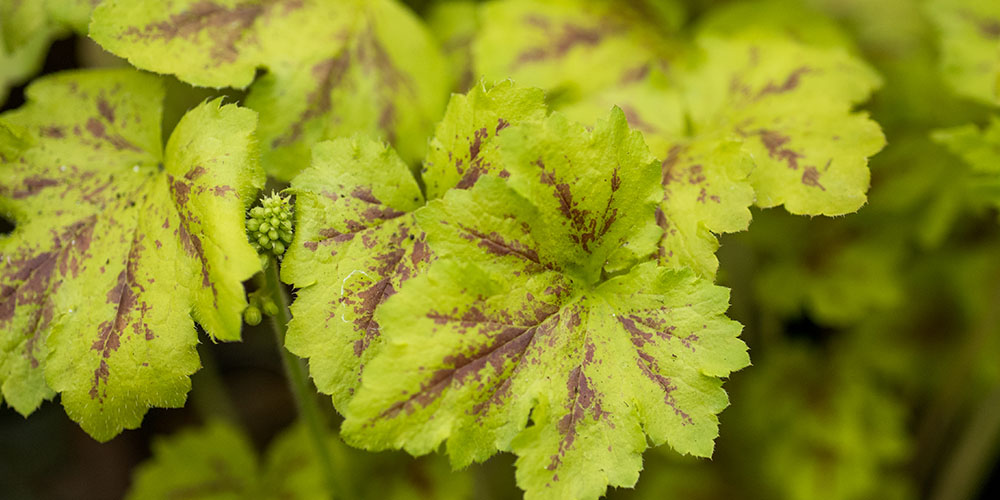 Primex Garden Center-Pennsylvania-Flowering Perennials For Shade-heuchera foliage