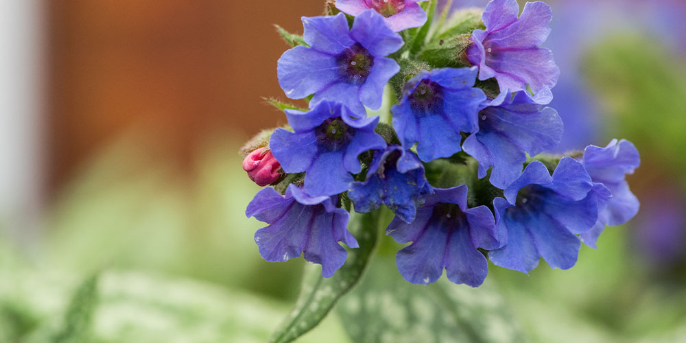 Primex Garden Center-Pennsylvania-Flowering Perennials For Shade-lungwort blooming